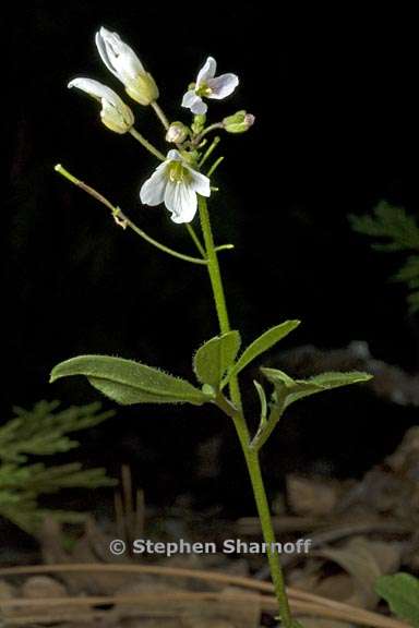 cardamine californica 3 graphic